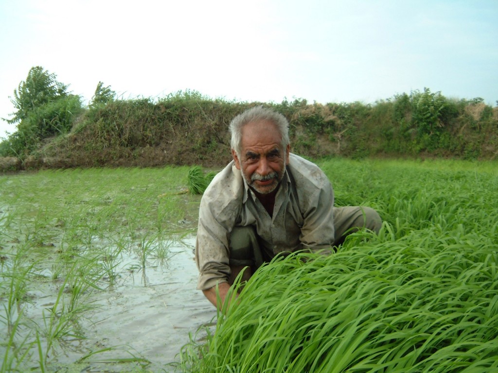 کردی