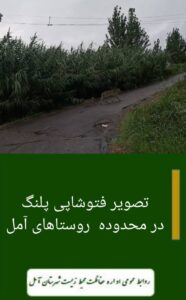 پلنگ محمود آباد جعلی بود